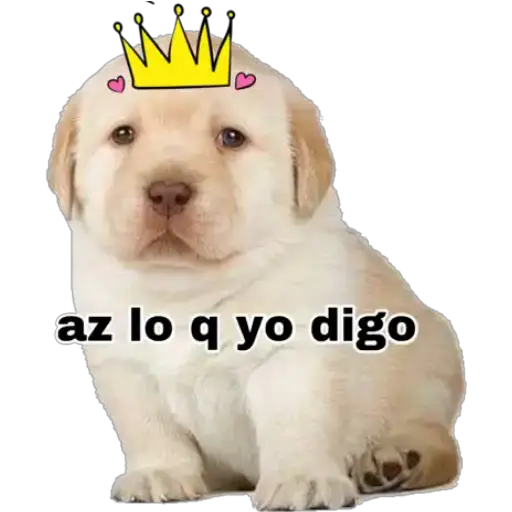 Perritos 