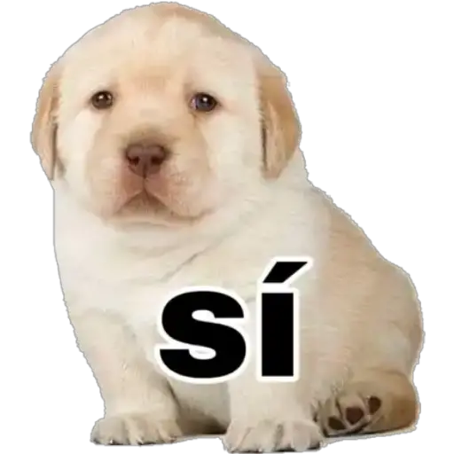 Perritos 