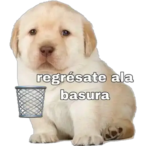 Perritos 