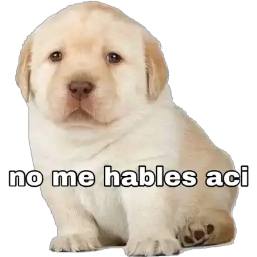 Perritos 
