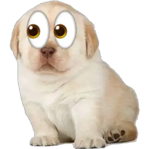 Perritos 