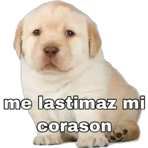 Perritos 