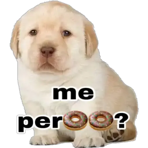 Perritos 