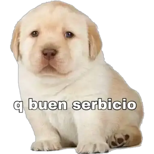 Perritos 