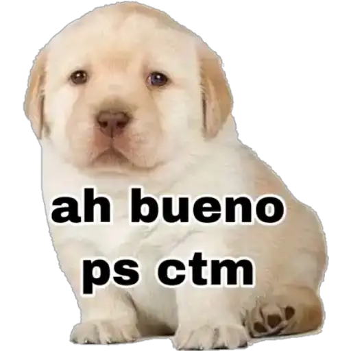 Perritos 