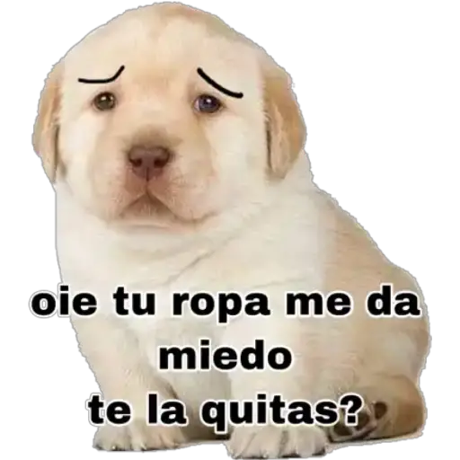 Perritos  preview