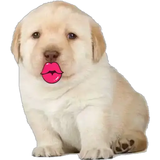 Perritos 