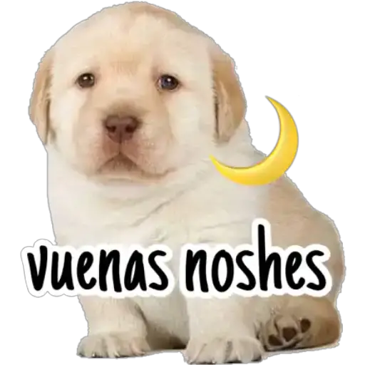 Perritos 