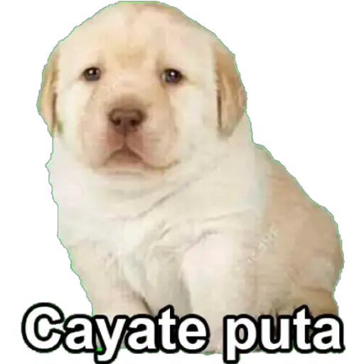 Perritos 