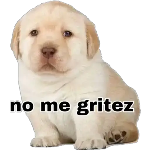 Perritos 