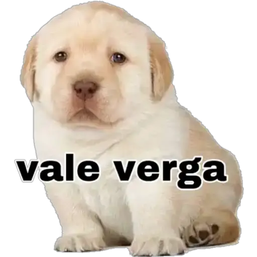 Perritos 