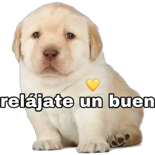 Perritos 