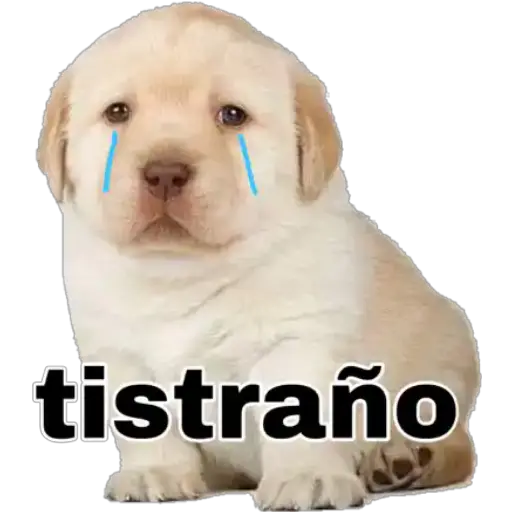 Perritos 
