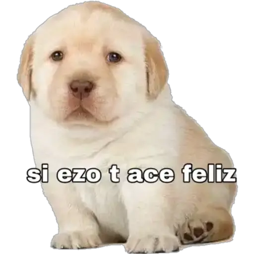 Perritos 