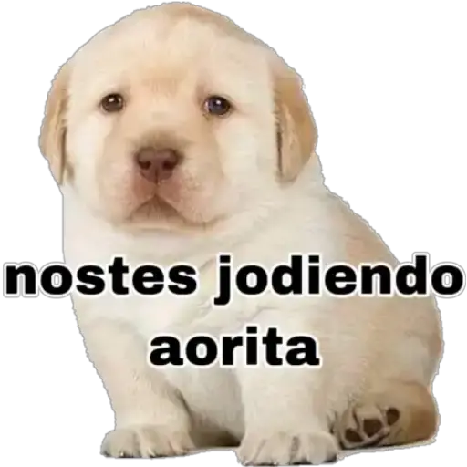 Perritos 