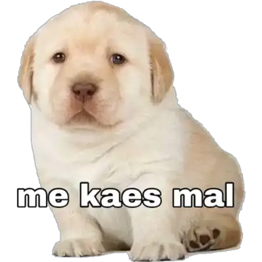 Perritos  preview