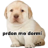 Perritos 