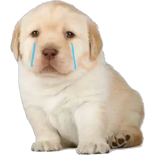 Perritos 2 sticker 12