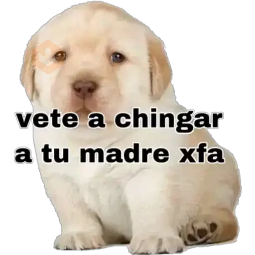 Perritos 2 sticker 14