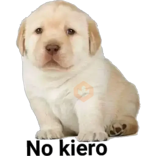 Perritos 2 sticker 13