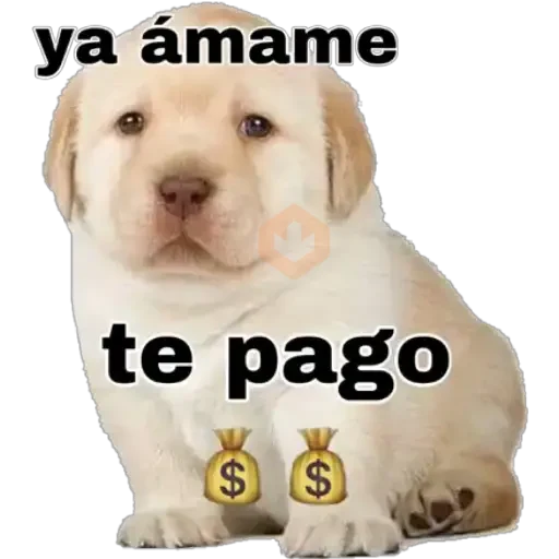 Perritos 2 sticker 15