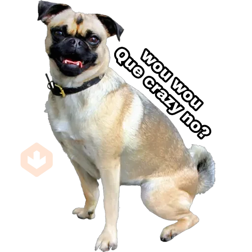 Perros y gatos sticker 16