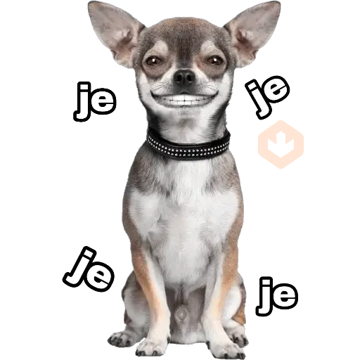 Perros y gatos sticker 12