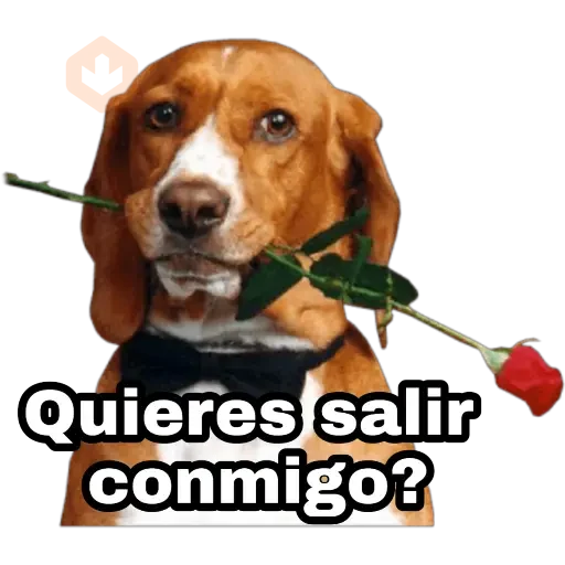 Perros y gatos sticker 11