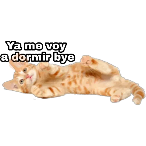 Perros y gatos sticker 17