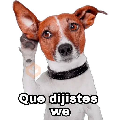 Perros y gatos sticker 29