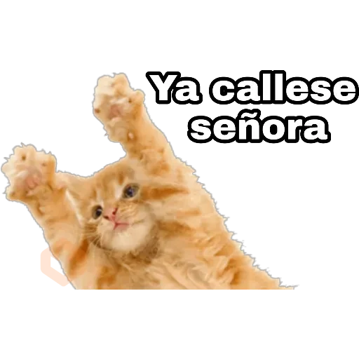 Perros y gatos sticker 25