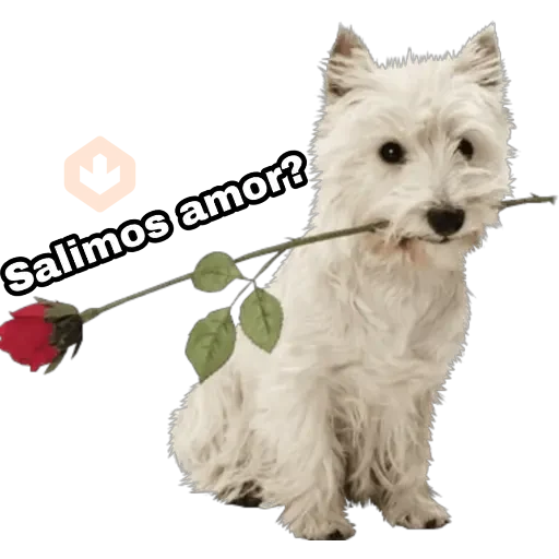 Perros y gatos sticker 13