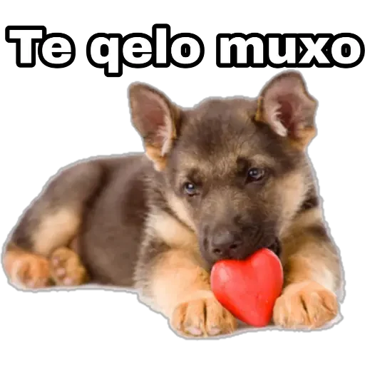 Perros y gatos sticker 20