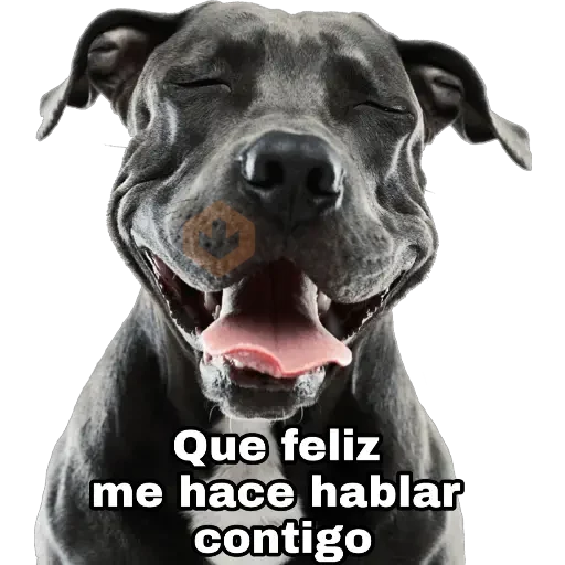 Perros y gatos sticker 28