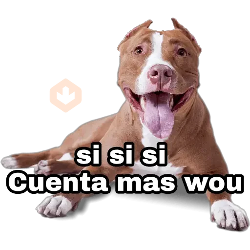Perros y gatos sticker 23