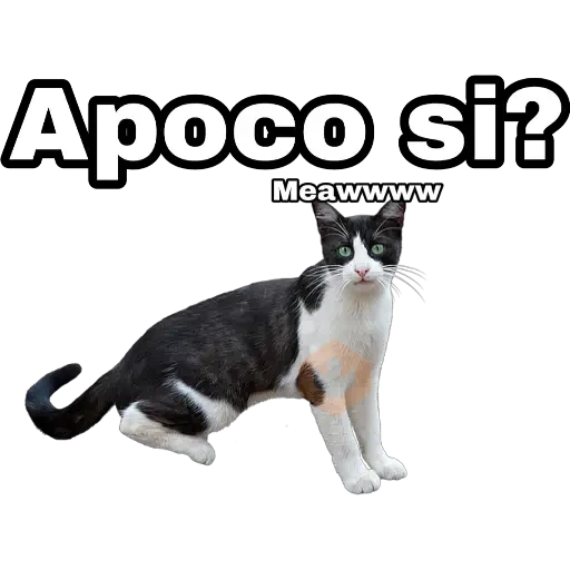 Perros y gatos sticker 24
