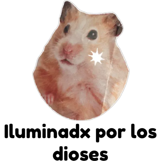 hámster 🐹 2 aish💕
