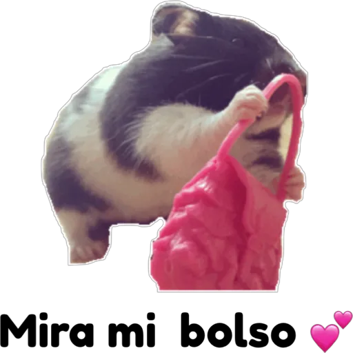 hámster 🐹 2 aish💕