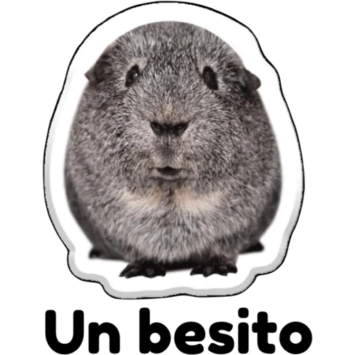 hámster 🐹 2 aish💕