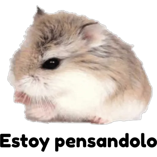 hámster 🐹 2 aish💕