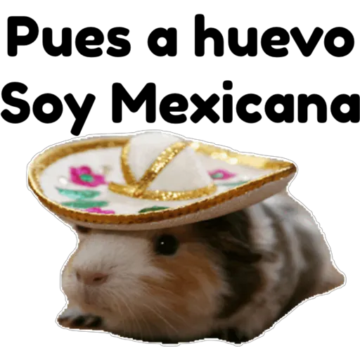 hámster 🐹 2 aish💕