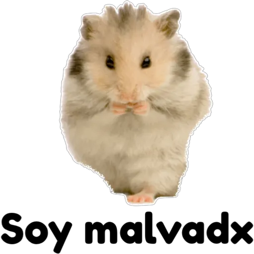hámster 🐹 2 aish💕