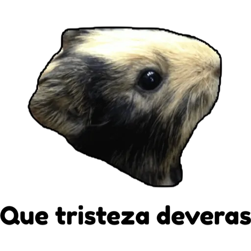 hámster 🐹 2 aish💕