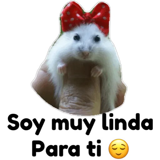 hámster 🐹 2 aish💕
