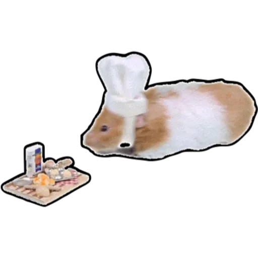 hámster 🐹 2 aish💕