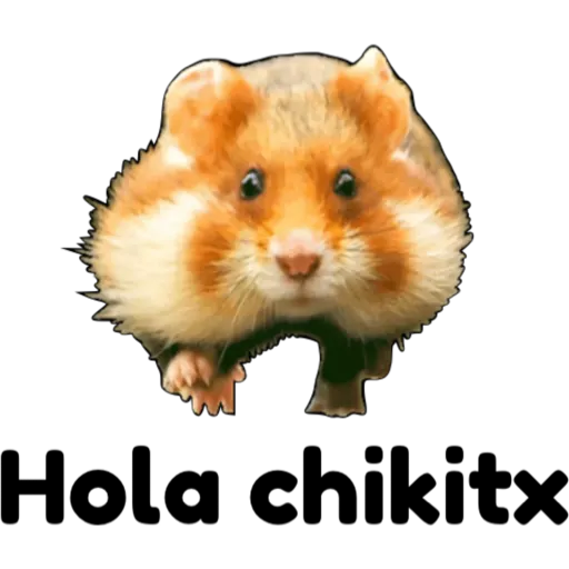 hámster 🐹 2 aish💕