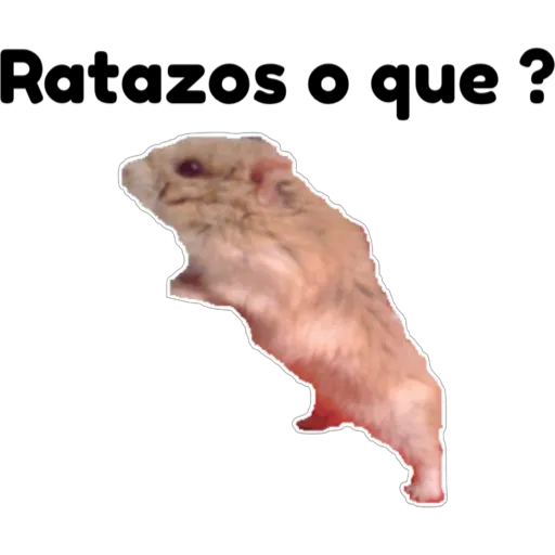 hámster 🐹 2 aish💕
