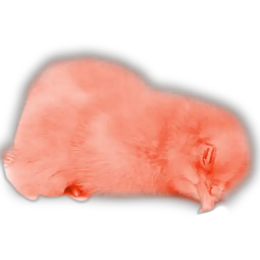 Pollitos x( y gato 