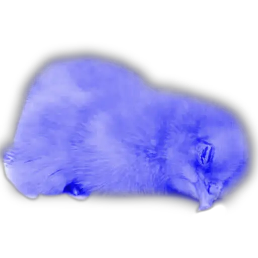 Pollitos x( y gato 