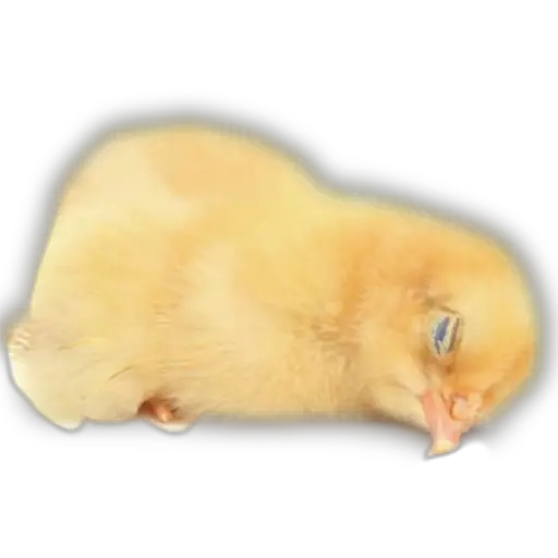 Pollitos x( y gato 